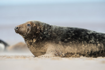 Naklejka premium Atlantic Grey Seal (Halichoerus Grypus)/Male Atlantic Grey Seal on beach