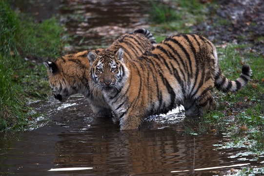 Siberian Tiger Cubs (Panthera Tigris Altaica)/Siberian Tiger Cubs playing in muddy water