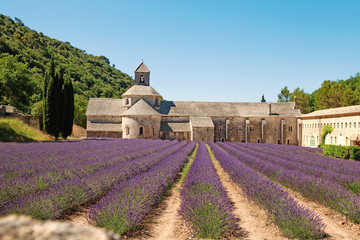 Senanque, Abbey in Provence with blooming rows lavender flowers.