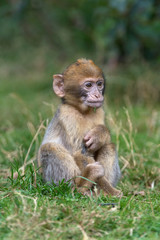 Barbary Macaque (Macaca Sylvanus)/Young Barbary Macaque on forest floor