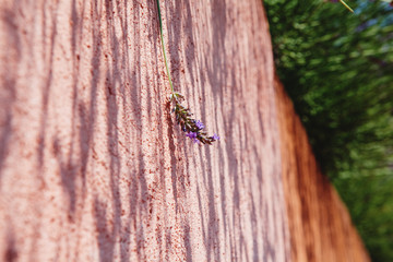 Lavender on the Red rocs of jaune in Roussilon, Provence, France