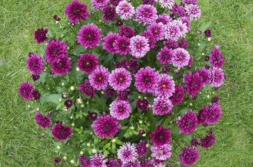 Chrysanthemum flowers. Bouquet of flowers on green background.. © greola84