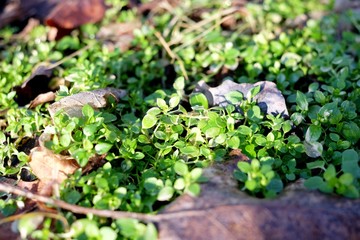 green plant