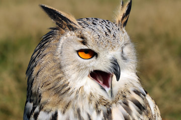 The western Siberian eagle-owl