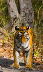 Wild tiger in the jungle. India. Bandhavgarh National Park. Madhya Pradesh. An excellent illustration.