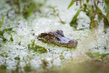 Naklejka premium baby alligator in the water