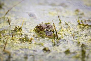 baby alligator in the water