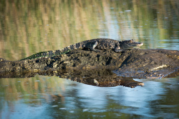 American alligator basking