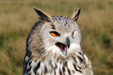 The western Siberian eagle-owl