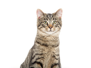 Tabby cat on white background