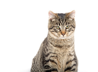 Tabby cat on white background