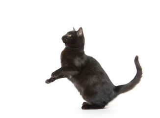 Black cat playing