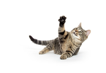 Obraz premium Cute tabby playing on white