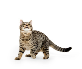 Fototapeta premium Cute tabby cat on white