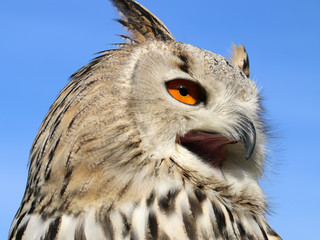 The western Siberian eagle-owl
