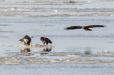 Bald Eagles on ice