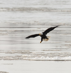 Bald eagle taking flight