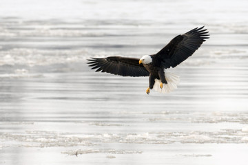 Bald eagle taking flight
