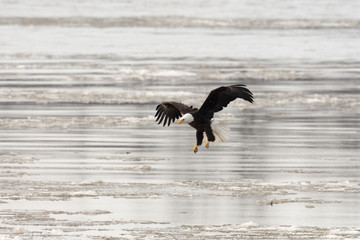 Bald eagle taking flight
