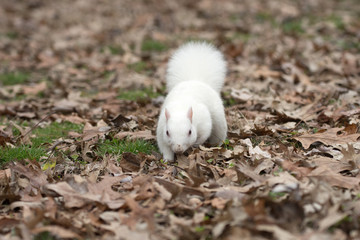 White squirrel in Olney City Park