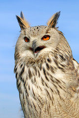 The western Siberian eagle-owl