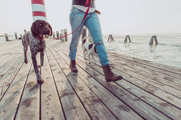 Close up image of woman legs during dog walk. Young female followed by two dogs.