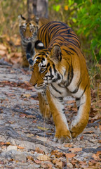 Wild tiger in the jungle. India. Bandhavgarh National Park. Madhya Pradesh. An excellent illustration.