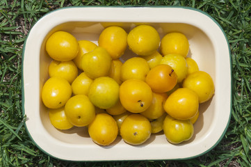 CIRUELAS VISTAS DESDE ARRIBA