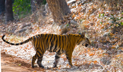 Naklejka na ściany i meble Wild tiger in the jungle. India. Bandhavgarh National Park. Madhya Pradesh. An excellent illustration.