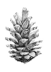 Black and white drawing of spruce cone