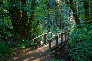 Hiking Trail Bridge Umpqua National Forest