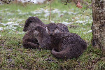 Otter Family on Bank. In Winter. Light Snow on Grass.