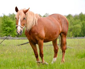 Naklejka na ściany i meble Young horse grazing in the meadow /Young horse grazing in the meadow near forest on the farmland