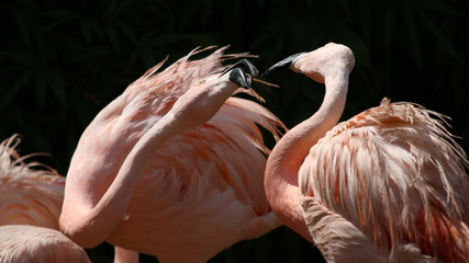 Flamingos