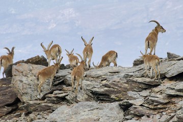 Cabra Montes en el PN de Sierra Nevada (Spain)
