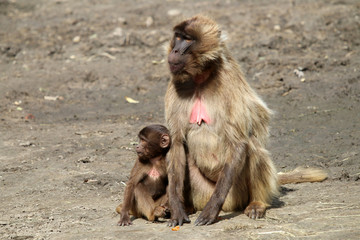 Naklejka premium Gelada monkey mother with child