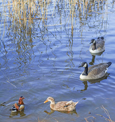 Different species of waterfowl birds, including ducks, Mandarin duck and geese, floating on the blue water