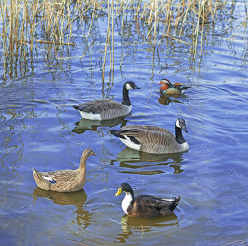 Different species of waterfowl birds, including ducks, Mandarin duck and geese, floating on the blue water
