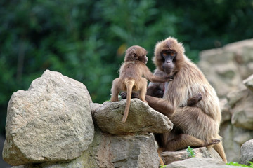 Geleda monkey mother with her child
