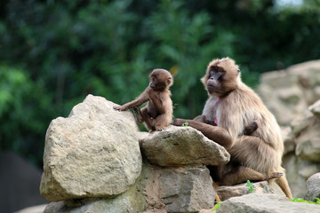 Geleda monkey mother with her child