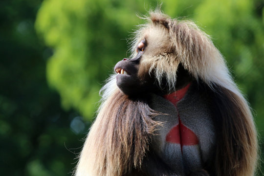 Gelada Male Monkey