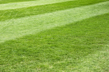 Green grass texture for background. Sunny green grass background. Selective focus used.