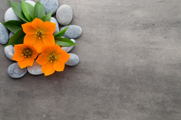 Close up view of spa theme objects on grey background.