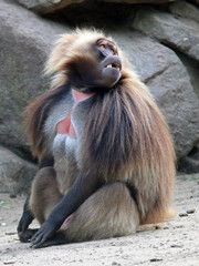 Gelada male monkey
