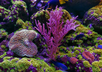 Underwater, Underwater World, corals and beautiful fish