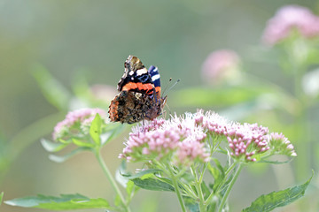 Vanessa atalanta