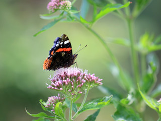 Vanessa atalanta
