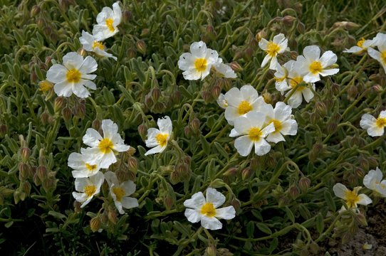 Flora PN Sierra Nevada (Granada, Spain)