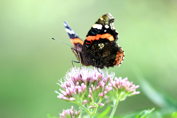 Vanessa atalanta
