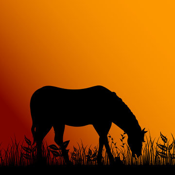 horse eat illustration in nature